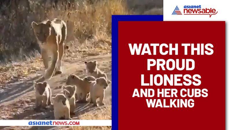 A lioness walking with her cubs will make your day; Watch a cute video - gps