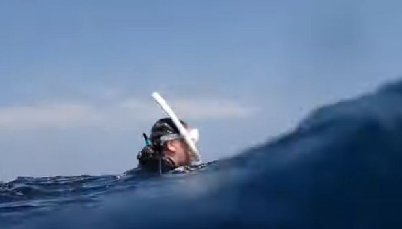 video in which whale lands on people who were snorkelling in the same waters