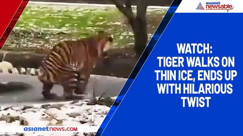 Watch Tiger walks on thin ice, ends up with hilarious twist-tgy