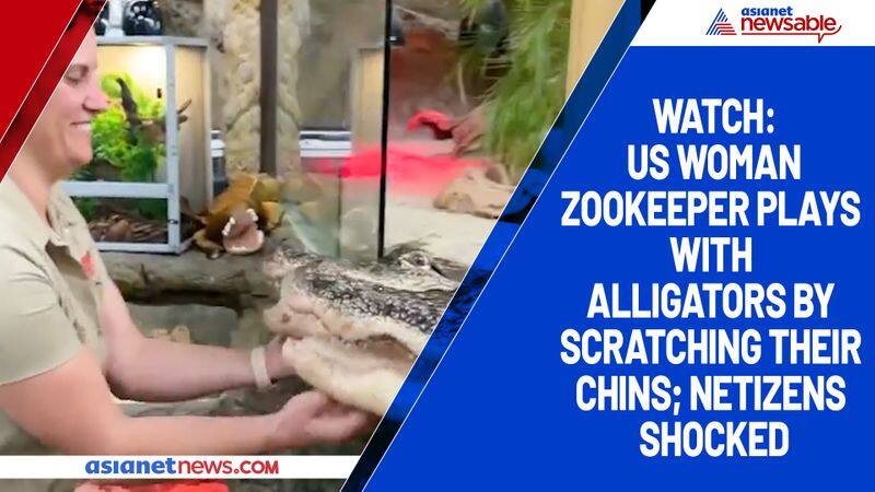 Watch US woman zookeeper plays with alligators by scratching their chins; netizens shocked-tgy