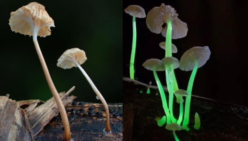 Scientists discovered the glowing mushrooms in Meghalaya