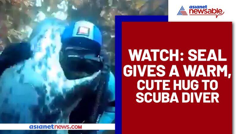 The seal gives hug to scuba diver; Netizens were left in awe - gps