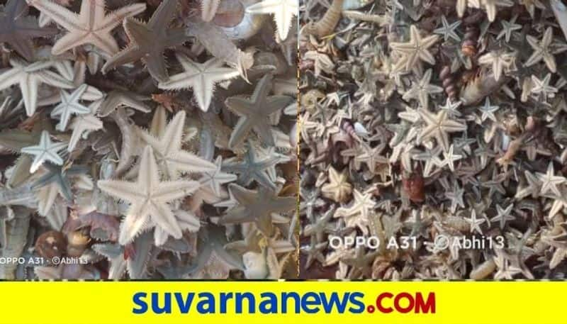 Star fish caught by fisher men in karwar of uttara kannada snr