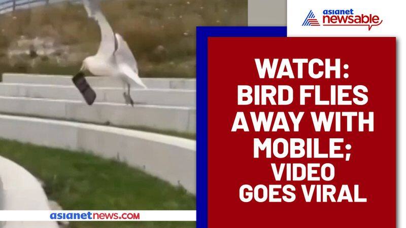 Bird flew away with mobile phone; woman runs behind it: Watch this bizarre video - gps