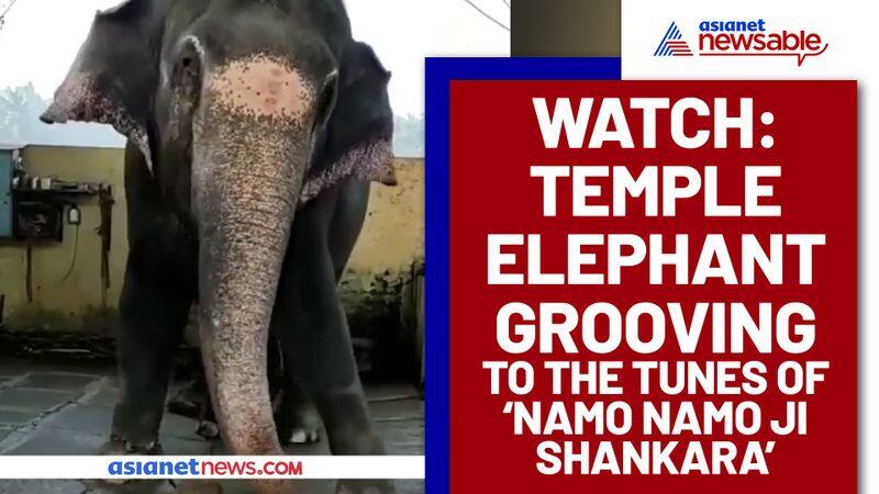 Elephant Dances to Bollywood Song Namo Namo Ji Shankara; Watch Viral Video - gps