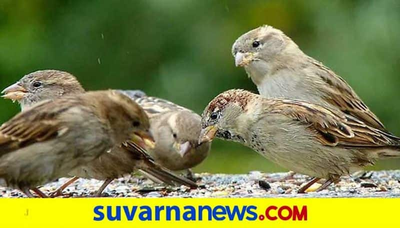 Is it good if sparrow built nest in house according to Vaastu tips