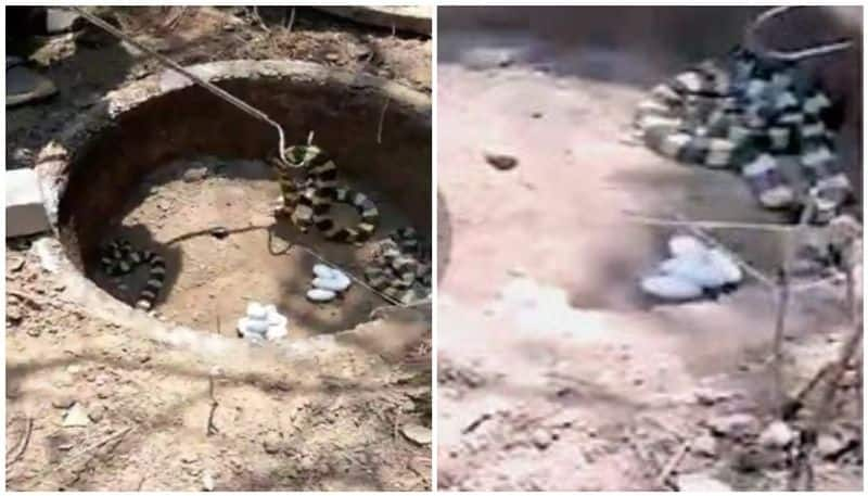 Odishas Cuttack district found a den a banded krait with eggs in an unused toilet pit