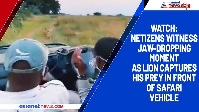 Watch Netizens witness jaw-dropping moment as lion captures his prey in front of safari vehicle-tgy