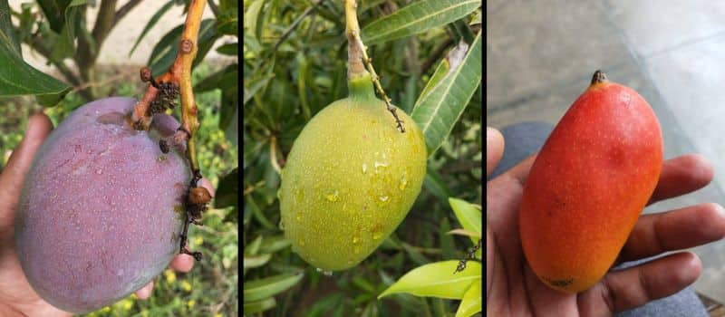 300 mango varieties in one tree