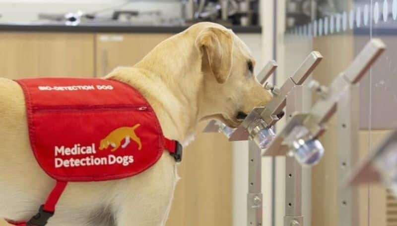 study claims that trained dogs can sniff out covid positive samples