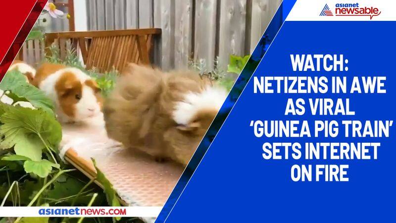 Watch Netizens in awe as viral 'guinea pig train' sets internet on fire-tgy