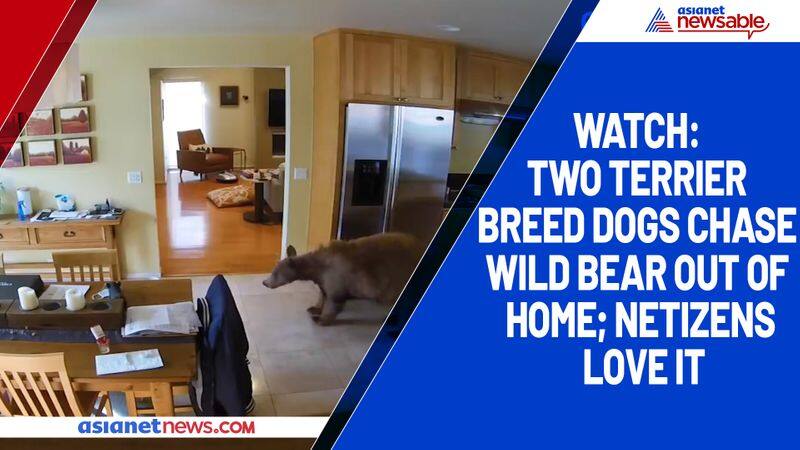 Watch Two terrier breed dogs chase wild bear out of home; netizens love it-tgy