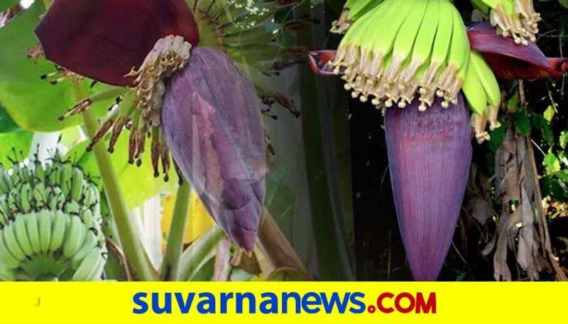 Channapatna Farmer Destroys 3 Acres Of Banana Crops snr