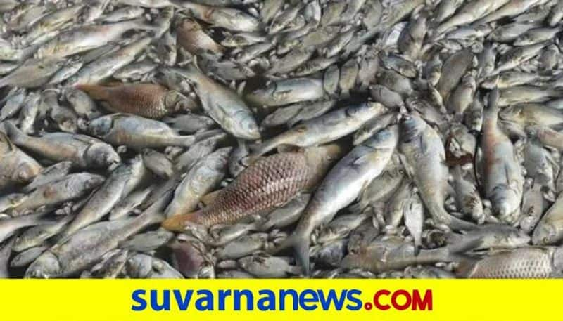 More than 200 Fishes Dead in Pushkarani at Hampi in Vijayanagara grg