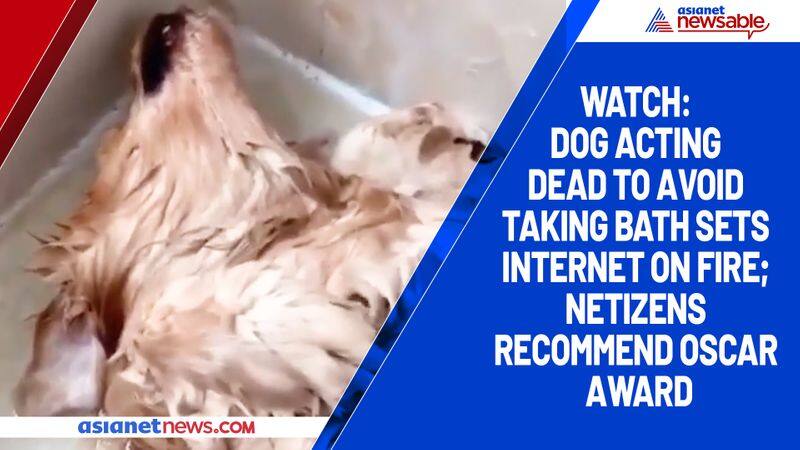 Watch Dog acting dead to avoid taking bath sets internet on fire; netizens recommend Oscar award-tgy