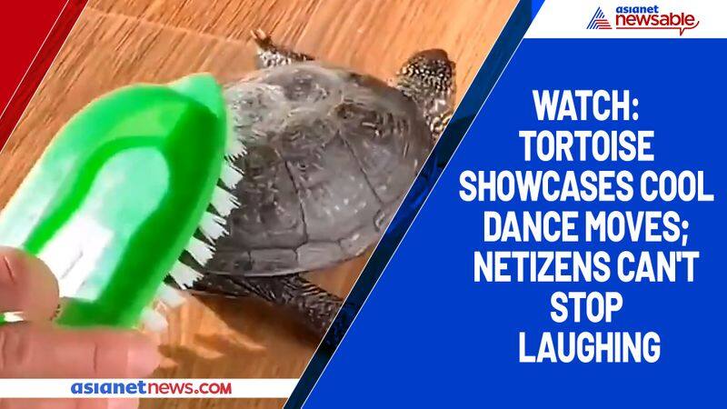 Watch Tortoise showcases cool dance moves; netizens can't stop laughing-tgy