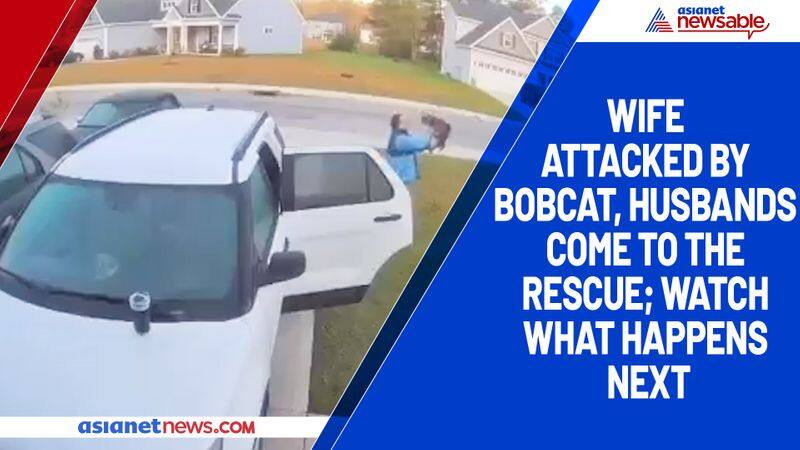 Wife attacked by bobcat, husbands come to the rescue; watch what happens next-tgy