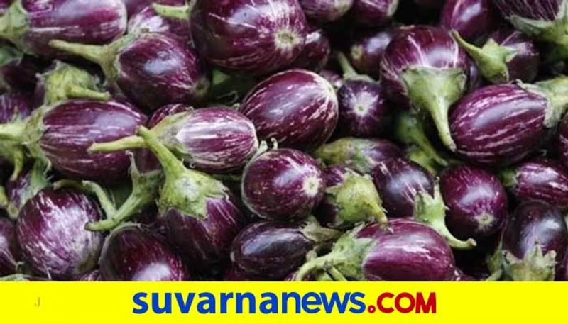 Farmer Faces Problems due to Brinjal Price  Decline in Haveri grg