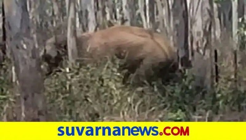 Elephant Back in to the Forest in Dharwad grg