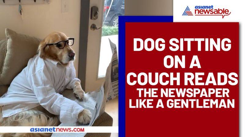 Dog reads newspaper sitting on a couch; This pawdorable video will make your day - gps