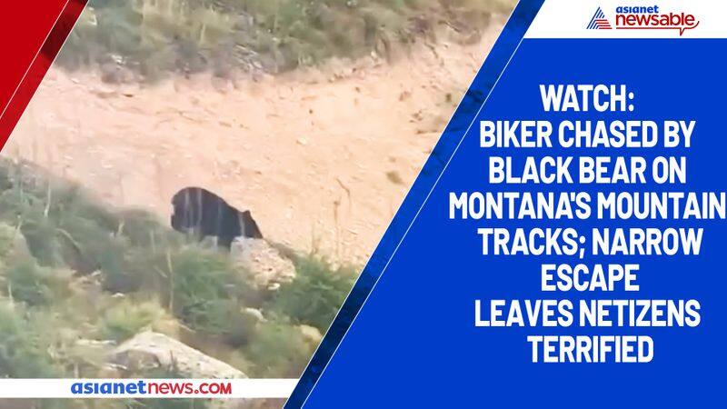 Watch Biker chased by black bear on Montana's mountain tracks; narrow escape leaves netizens terrified-tgy