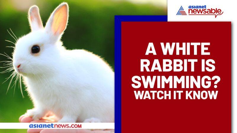 Rare Video of Rabbit Swimming Will Make Your Day; Watch Video - gps