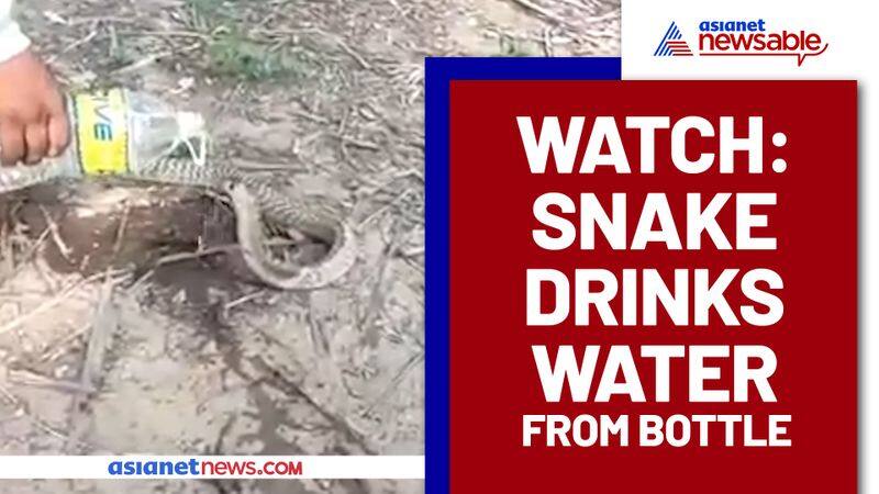 Man feeding water to a snake from a bottle; Watch viral video - gps