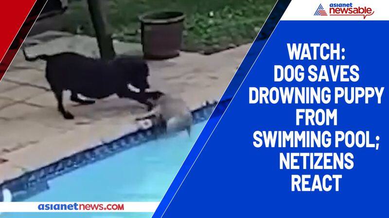 Watch Dog saves drowning puppy from swimming pool; netizens react-tgy