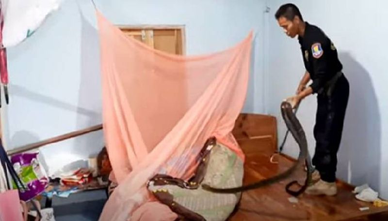 Scary Cobra Caught Under Womans Wooden Bed