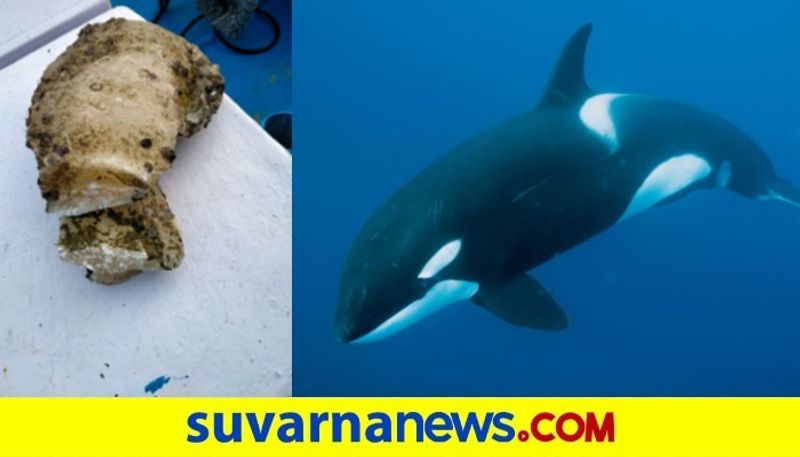 Fishermen Find Ambergris or Whale Vomit Worth Rs 10 Crore Inside Sperm Whales Carcass in Yemen snr