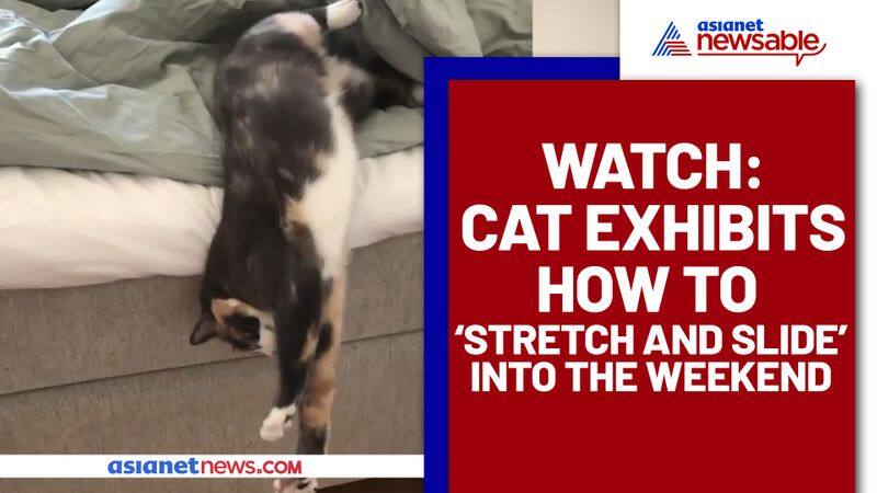 Cat shows how to enjoy Sunday; this viral video will make your day - gps