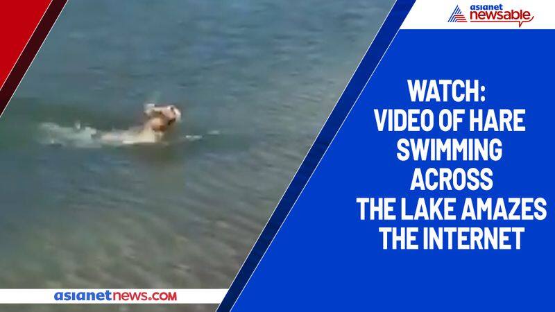 Watch Video of hare swimming across the lake amazes the internet-tgy