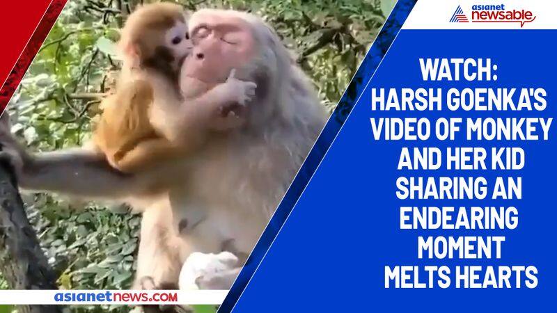 Watch Harsh Goenka's video of monkey and her kid sharing an endearing moment melts hearts-tgy