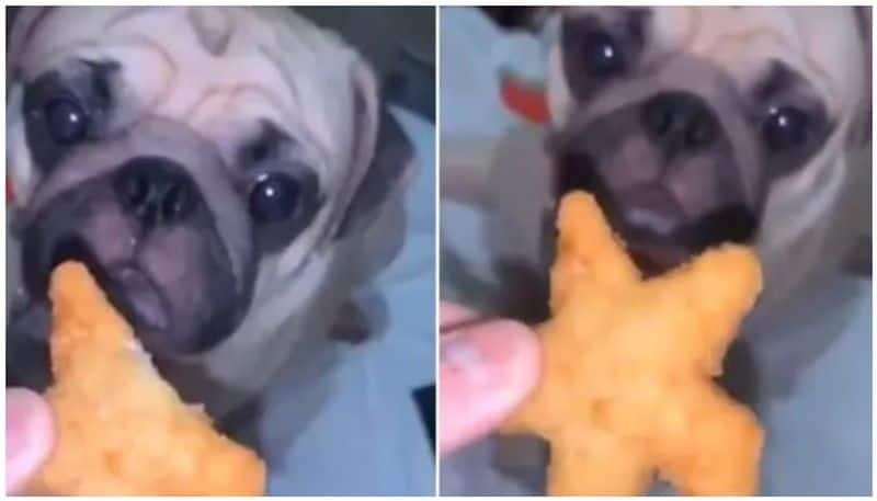 Dog Sweetly Takes A Bite From nuggets In Video