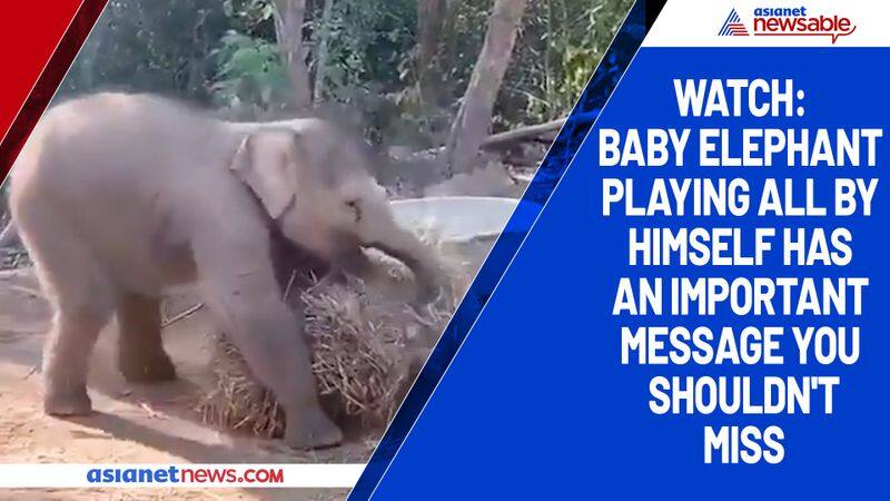 Watch Baby elephant playing all by himself has an important message you shouldn't miss-tgy