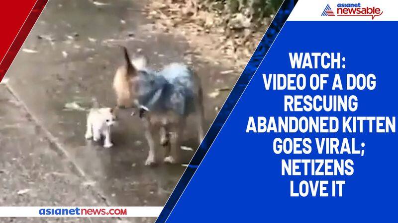 Watch Video of a dog rescuing abandoned kitten goes viral; netizens love it-tgy