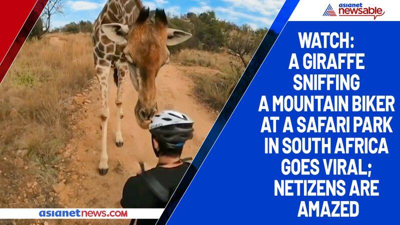 Watch A giraffe sniffing a mountain biker at a safari park in South Africa goes viral; netizens are amazed-tgy