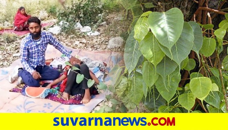 COVID 19 Patients Make Beeline For Peepal Tree in Shahjahanpur For a Dose of Oxygen dpl