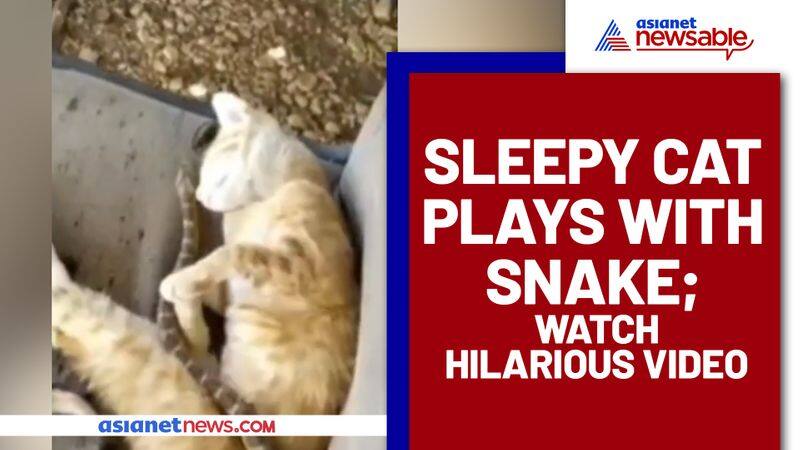 Drowsy cat plays with snake thinking it's a rope; Here's what happened next  - gps