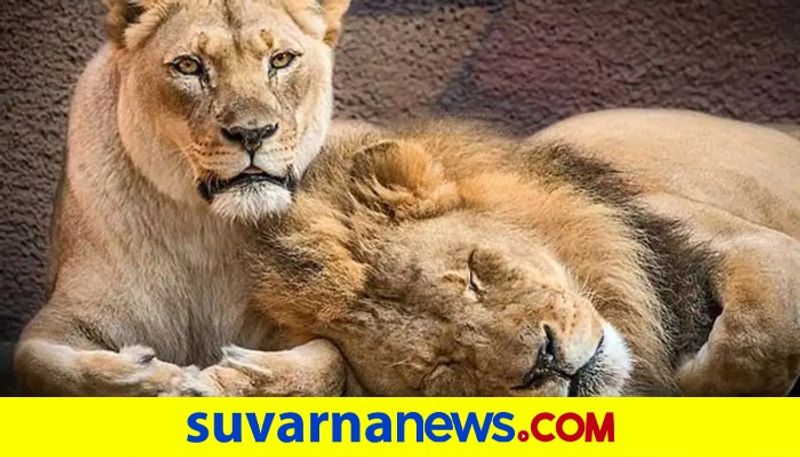 High Alert on Zoo in Karnataka Due to Corona Positive to Lions grg