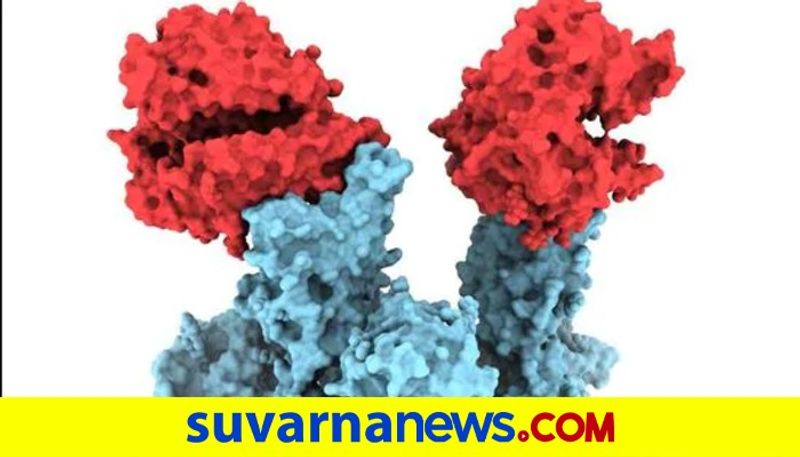 Canadian experts release first molecular images of B 1 1 7 variant of Covid19 dpl