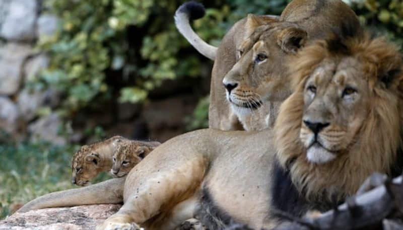 Eight Asiatic lions at Hyderabads Nehru Zoological Park have tested positive for covid 19