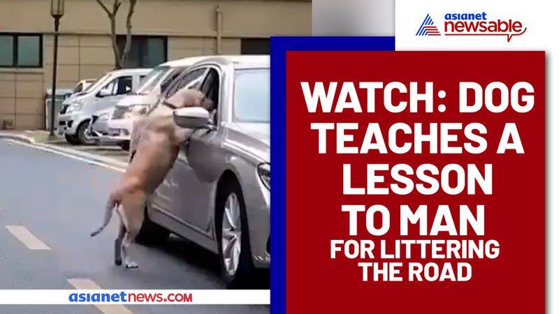 Man litters on the road, dog teaches him a lesson; Watch Viral Video - gps