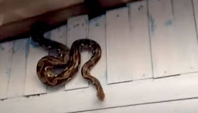 Huge Python Caught On Family s Roof