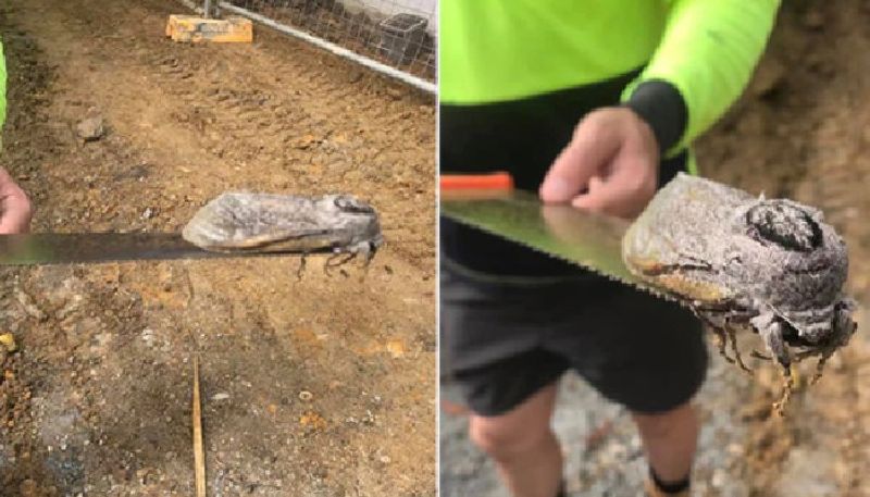 giant moth found in queensland school compound