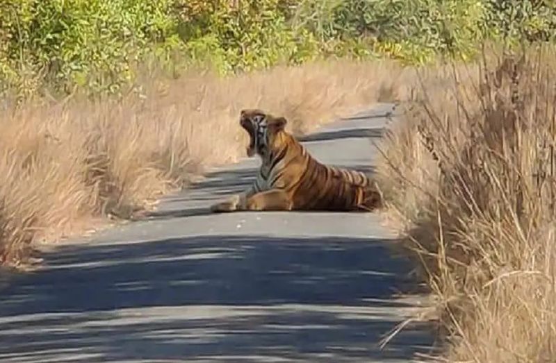 Leopard spotted near Sannidanam guest house at Tirumala lns