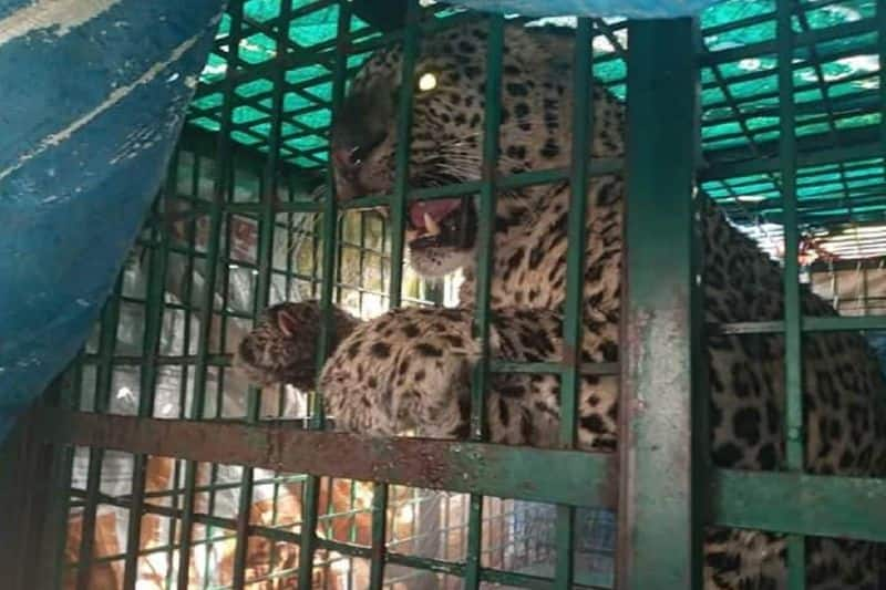 Leopard Trappped in to the Cage in Kanakagiri in Koppal grg