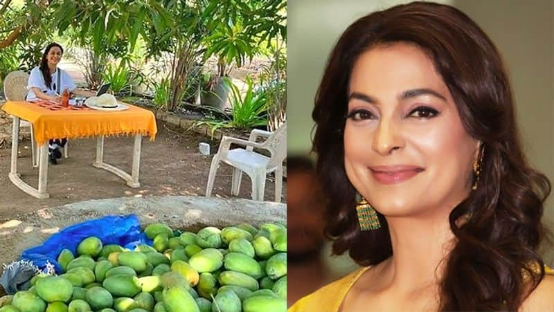 Juhi Chawla shares her farm house mangoes pics