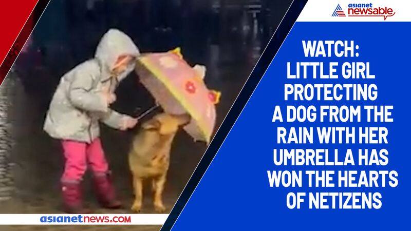 Watch Little girl protecting a dog from the rain with her umbrella has won the hearts of netizens-tgy