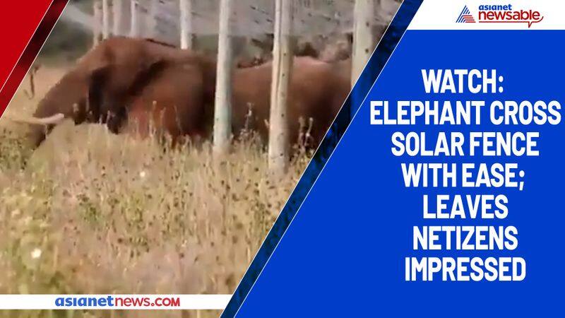 Watch Elephant cross solar fence with ease; leaves netizens impressed-tgy